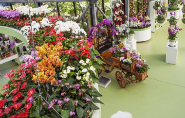 LISSE, NETHERLANDS - 4 Mayıs 2018: çiçek sergisi fotoğrafı. Beatrix Pavyonu. Keukenhof Kraliyet Parkı