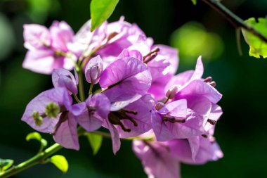 Çiçeklerin açılışını kapat.