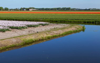 Mavi gökyüzü ve nehir altında çiçek açan laleler, Amsterdam, Hollanda