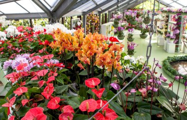 LISSE, NETHERLANDS - 4 Mayıs 2018: çiçek sergisi fotoğrafı. Beatrix Pavyonu. Keukenhof Kraliyet Parkı