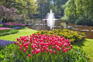 Hollanda, Lisse 'deki bahçede güzel laleler