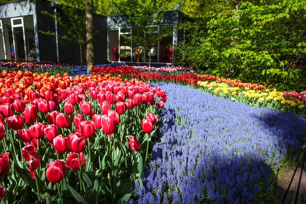 Parlak Güneş Işığında Açan Laleler Park Sahnesinde — Stok fotoğraf