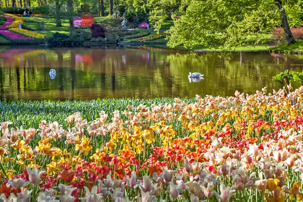 Tulipas Florescendo Bela Cena Parque Com Piscina — Fotografia de Stock