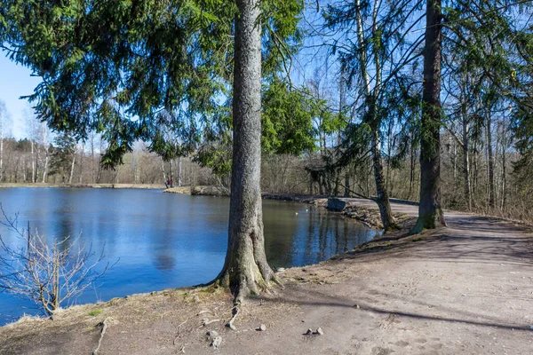 Paisagem Com Árvores Lago Fundo — Fotografia de Stock