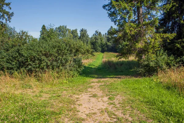 Prachtig Landschap Met Een Pad Het Bos — Stockfoto