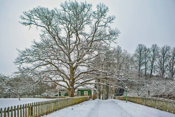 100 yıllık Oak. Mikhailovskoe. Puşkin Dağları. Pskov bölgesi. Rusya. Çekim tarihi 22 Aralık 2018