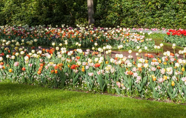 Belas Tulipas Coloridas Jardim Lisse Países Baixos — Fotografia de Stock