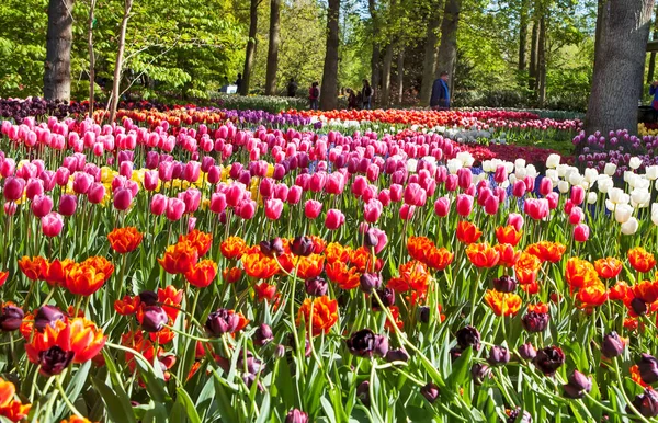 Tulipas Florescendo Luz Solar Brilhante Pessoas Fundo Parque — Fotografia de Stock