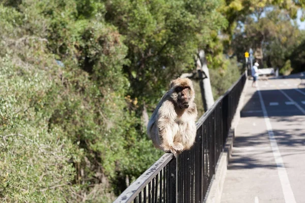 Freier Affe Auf Dem Felsen Von Gibraltar Gibraltar Drehtermin Juni — Stockfoto