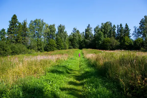 Strada Attraverso Foresta Una Giornata Sole — Foto Stock