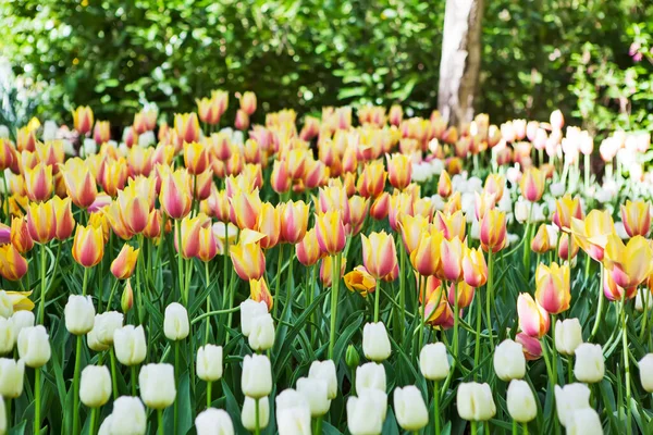 Kwitnące Tulipany Jasnym Słońcu Strzał Bliska — Zdjęcie stockowe