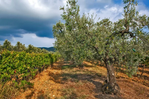 Weinberge Und Olivenbäume Agriturismo Von Giovanni Chiappini Bolgheri Italien Datum — Stockfoto