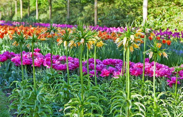 Красивые Цветы Саду Лиссе Нидерланды — стоковое фото