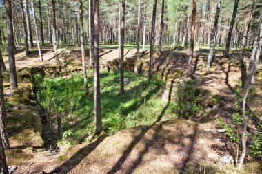 Ormanın güzel manzarası