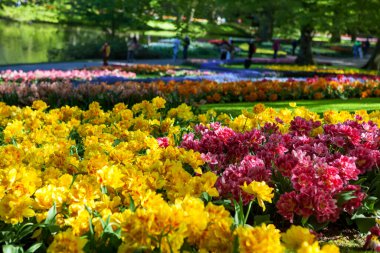 Parlak gün ışığında açan laleler, yakın çekim