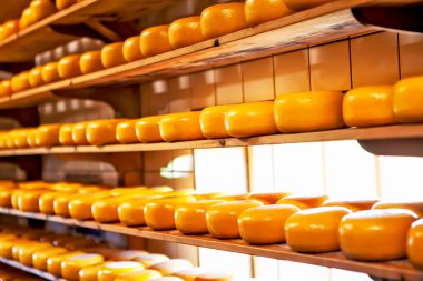 Raflardaki peynir kafalar. Zaanse-Schan 'lar. Hollanda