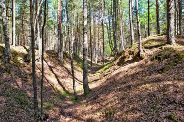 Yazın güzel dağ ormanları