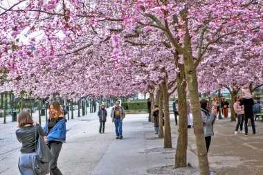 Çiçekli sakura ağaçları ve Stockholm 'deki King' s Garden 'daki insanlar.