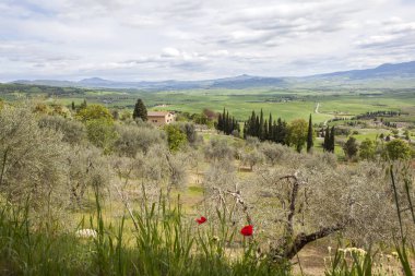 Bereketli yeşil dağ manzarası Bulutlu gökyüzü ve önplanda kırmızı çiçekler