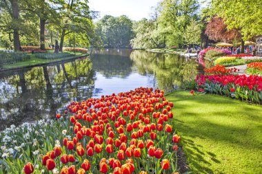 Hollanda, Lisse 'deki bahçede güzel laleler