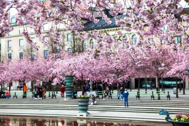 Çiçekli sakura ağaçları ve Stockholm 'deki King' s Garden 'daki insanlar.