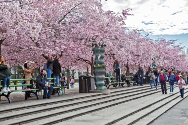 Çiçekli sakura ağaçları ve Stockholm 'deki King' s Garden 'daki insanlar.