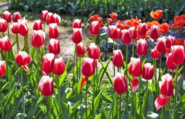 Parlak gün ışığında açan kırmızı laleler
