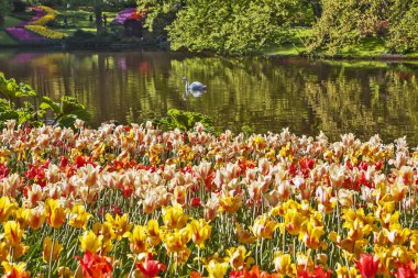 Hollanda Lisse gölünde güzel laleler ve kuğu.