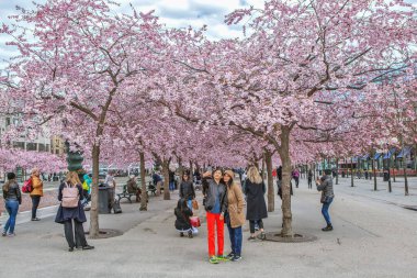 Çiçekli sakura ağaçları ve Stockholm 'deki King' s Garden 'daki insanlar.
