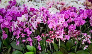 Hollanda, Lisse 'deki bahçede güzel çiçekler