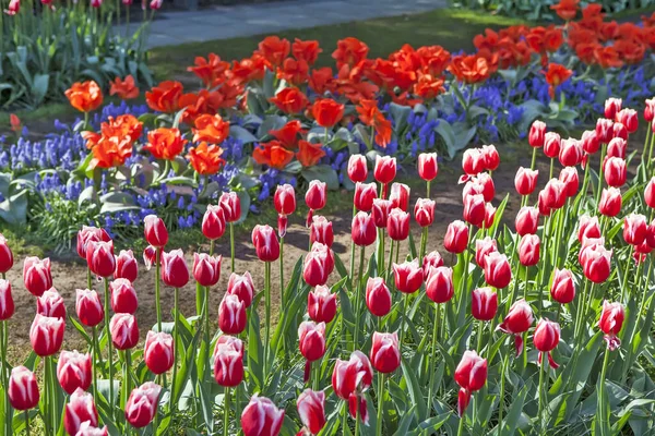 Tulipas Vermelhas Florescendo Luz Solar Brilhante — Fotografia de Stock