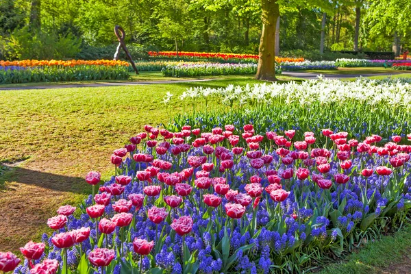 荷兰丽斯花园的美丽芬芳的郁金香 — 图库照片