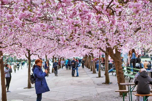 Çiçekli sakura ağaçları ve Stockholm 'deki King' s Garden 'daki insanlar.