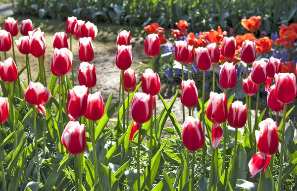 Parlak gün ışığında açan kırmızı laleler