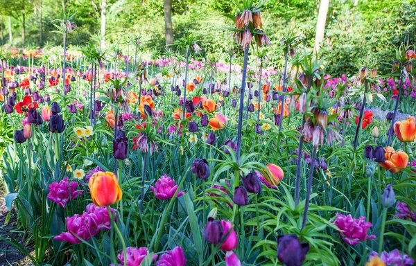 Όμορφες Χρωματιστές Τουλίπες Στον Κήπο Στη Lisse Ολλανδία — Φωτογραφία Αρχείου