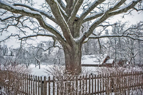 100 years old Oak. Mikhailovskoe. Pushkin mountains. Pskov region. Russia.Date of shooting December 22, 2018