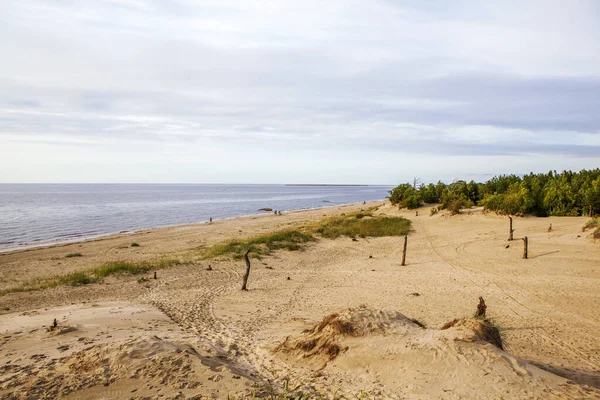 Дерева Дюни Берегах Білого Моря Острів Яґрі Северодвінськ Архангельська Область — стокове фото