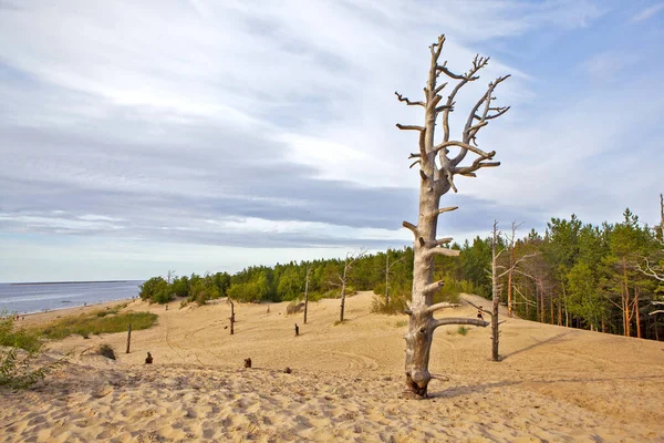 Árvores Dunas Nas Margens Mar Branco Ilha Yagry Severodvinsk Região — Fotografia de Stock