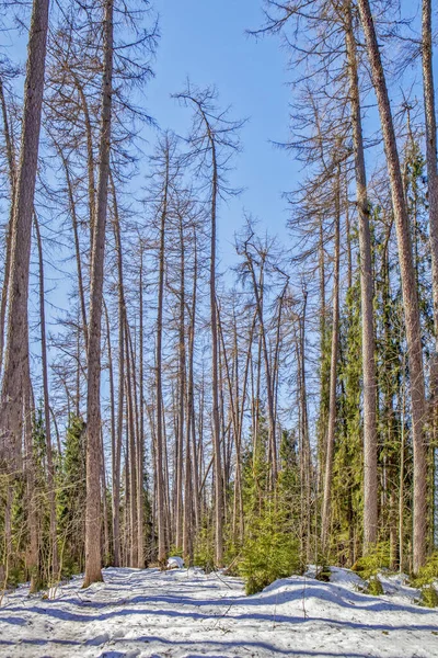 Centuries Old Larch Trees Lindulovskaya Larch Grove Vyborgsky District Leningrad — Fotografia de Stock