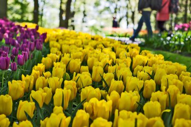 Güzel park sahnesinde çiçek açan laleler, yakın çekim.