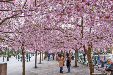 Çiçekli sakura ağaçları ve Stockholm 'deki King' s Garden 'daki insanlar.