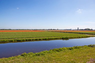 Mavi gökyüzü ve nehir altında çiçek açan laleler, Amsterdam, Hollanda