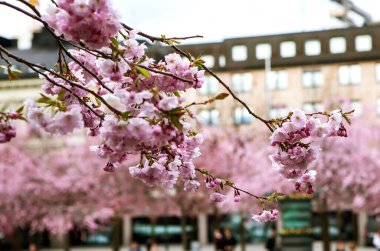 Arka planda bina olan sakura çiçekleri açıyor