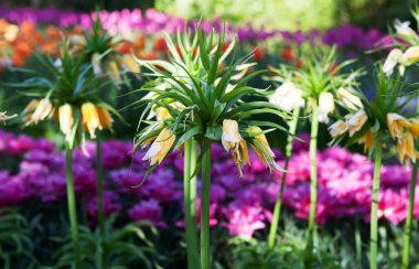 Hollanda, Lisse 'deki bahçede güzel çiçekler
