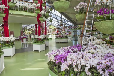 LISSE, NETHERLANDS - 4 Mayıs 2018: çiçek sergisi fotoğrafı. Beatrix Pavyonu. Keukenhof Kraliyet Parkı