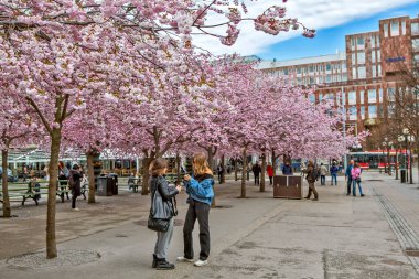 Çiçekli sakura ağaçları ve Stockholm 'deki King' s Garden 'daki insanlar.
