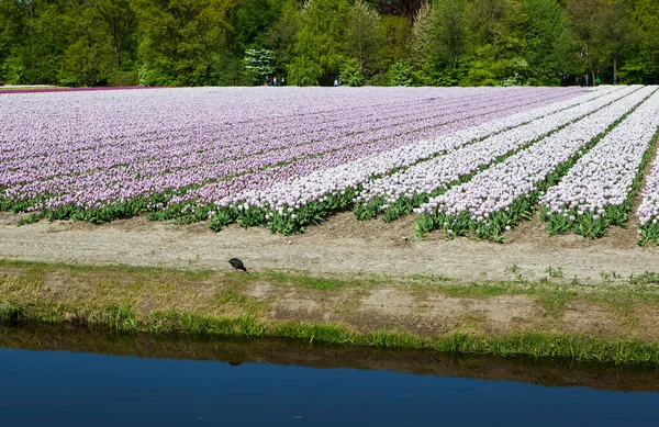 Kvetoucí Růžové Tulipány Pole Jezera Amsterdam Nizozemsko — Stock fotografie