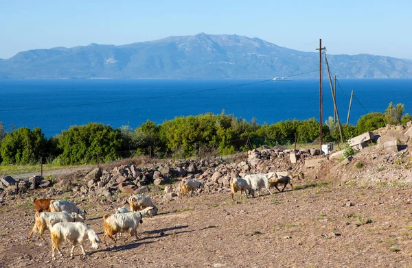 Keçiler Ege Denizi Kıyılarında Otlar Troy Türkiye Çekim Tarihi Mayıs — Stok fotoğraf