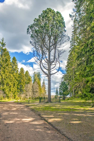 Πλούσια Πράσινα Δέντρα Στο Πάρκο Συννεφιασμένο Ουρανό — Φωτογραφία Αρχείου