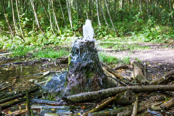 Gatchinský Gejzír Stump Vesnice Korpikovo Leningradská Oblast Rusko — Stock fotografie